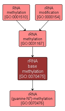 GO:0070475 - rRNA base methylation (interactive image map)