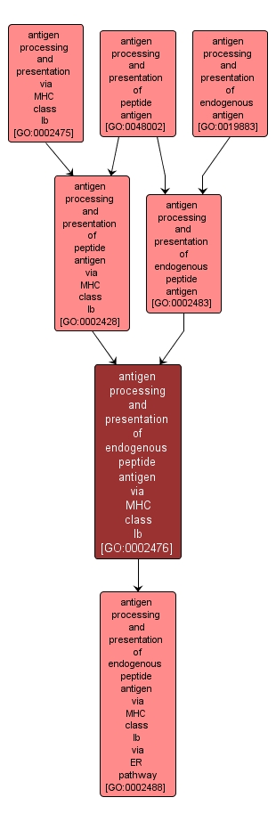 GO:0002476 - antigen processing and presentation of endogenous peptide antigen via MHC class Ib (interactive image map)