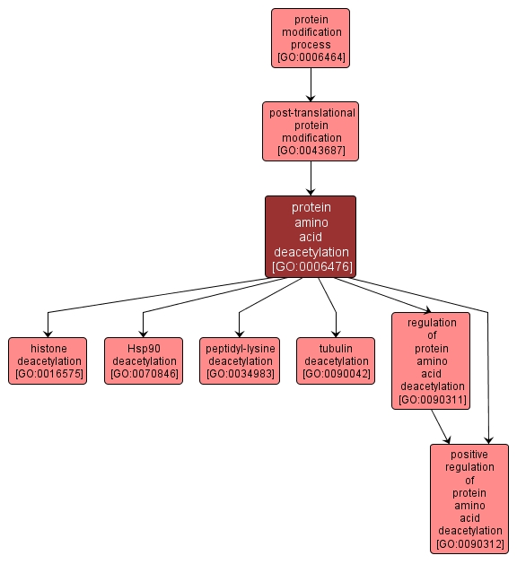 GO:0006476 - protein amino acid deacetylation (interactive image map)