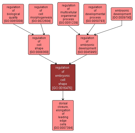 GO:0016476 - regulation of embryonic cell shape (interactive image map)