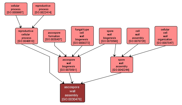 GO:0030476 - ascospore wall assembly (interactive image map)