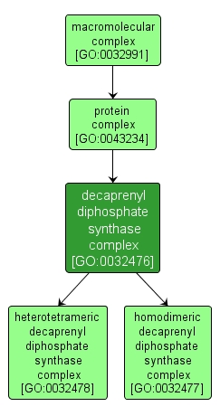 GO:0032476 - decaprenyl diphosphate synthase complex (interactive image map)
