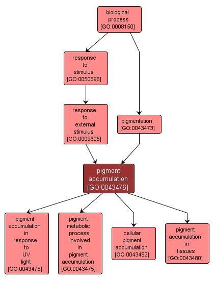 GO:0043476 - pigment accumulation (interactive image map)