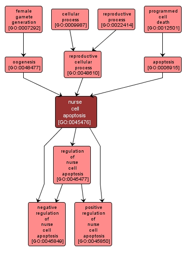 GO:0045476 - nurse cell apoptosis (interactive image map)