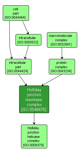 GO:0048476 - Holliday junction resolvase complex (interactive image map)