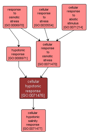 GO:0071476 - cellular hypotonic response (interactive image map)