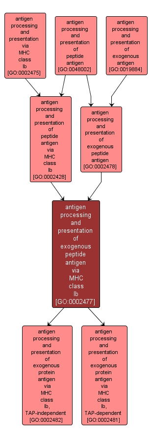 GO:0002477 - antigen processing and presentation of exogenous peptide antigen via MHC class Ib (interactive image map)