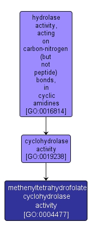 GO:0004477 - methenyltetrahydrofolate cyclohydrolase activity (interactive image map)