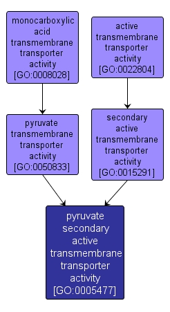 GO:0005477 - pyruvate secondary active transmembrane transporter activity (interactive image map)