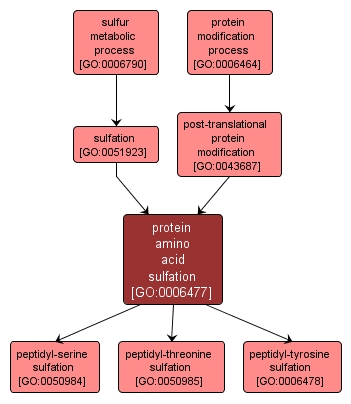 GO:0006477 - protein amino acid sulfation (interactive image map)