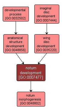 GO:0007477 - notum development (interactive image map)