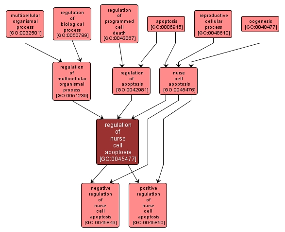 GO:0045477 - regulation of nurse cell apoptosis (interactive image map)