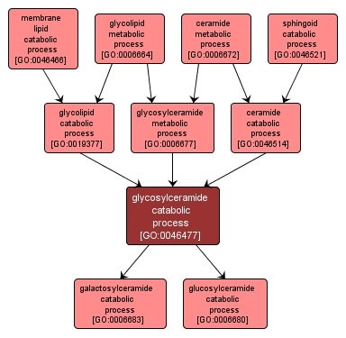 GO:0046477 - glycosylceramide catabolic process (interactive image map)