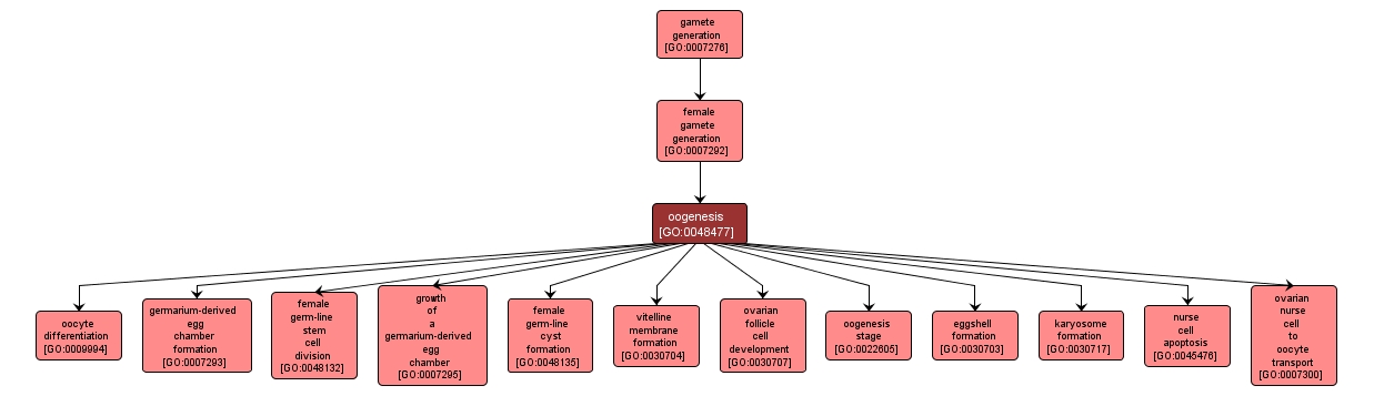 GO:0048477 - oogenesis (interactive image map)