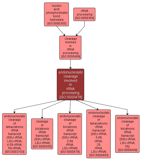 GO:0000478 - endonucleolytic cleavage involved in rRNA processing (interactive image map)