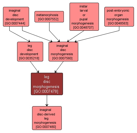GO:0007478 - leg disc morphogenesis (interactive image map)