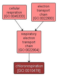 GO:0010478 - chlororespiration (interactive image map)