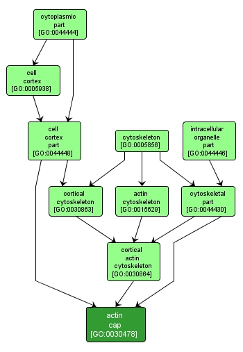 GO:0030478 - actin cap (interactive image map)