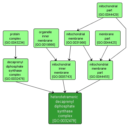 GO:0032478 - heterotetrameric decaprenyl diphosphate synthase complex (interactive image map)