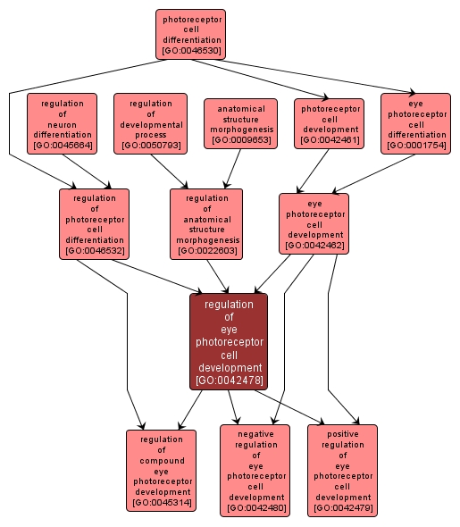 GO:0042478 - regulation of eye photoreceptor cell development (interactive image map)