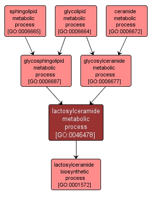 GO:0046478 - lactosylceramide metabolic process (interactive image map)