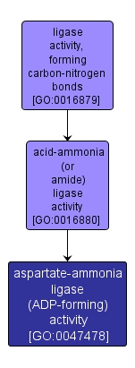 GO:0047478 - aspartate-ammonia ligase (ADP-forming) activity (interactive image map)