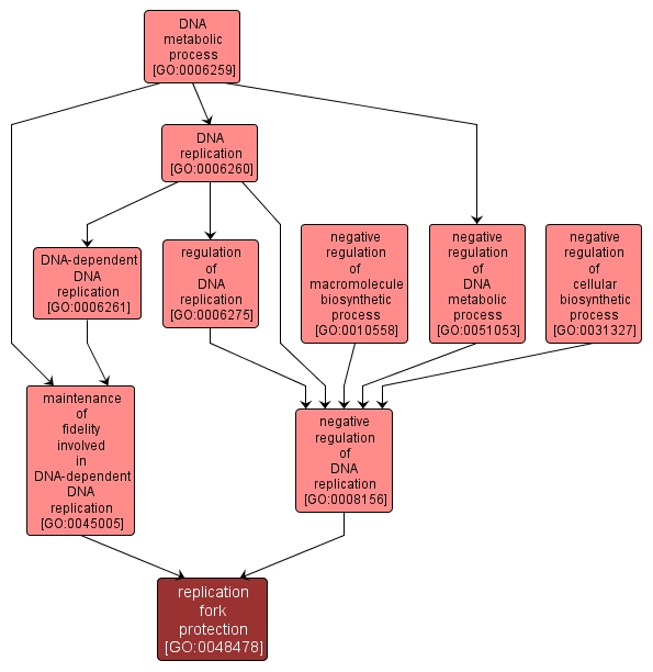 GO:0048478 - replication fork protection (interactive image map)