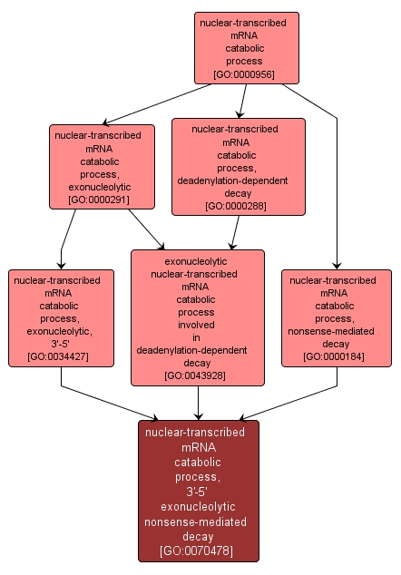 GO:0070478 - nuclear-transcribed mRNA catabolic process, 3'-5' exonucleolytic nonsense-mediated decay (interactive image map)