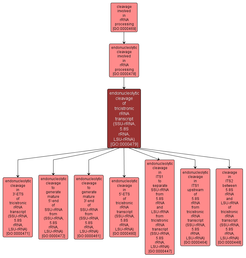 GO:0000479 - endonucleolytic cleavage of tricistronic rRNA transcript (SSU-rRNA, 5.8S rRNA, LSU-rRNA) (interactive image map)