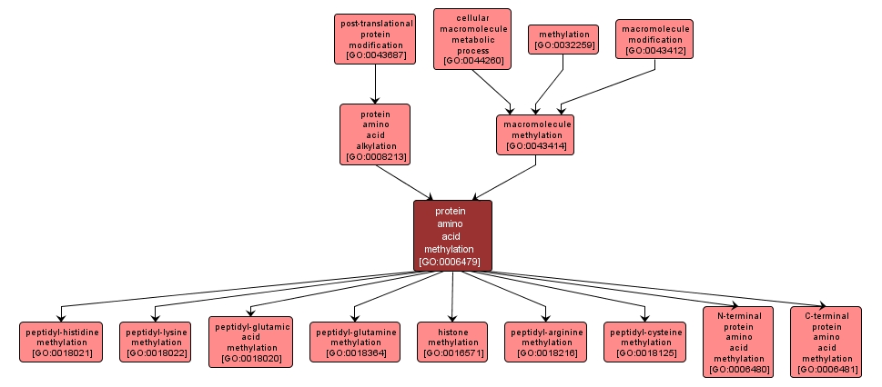 GO:0006479 - protein amino acid methylation (interactive image map)