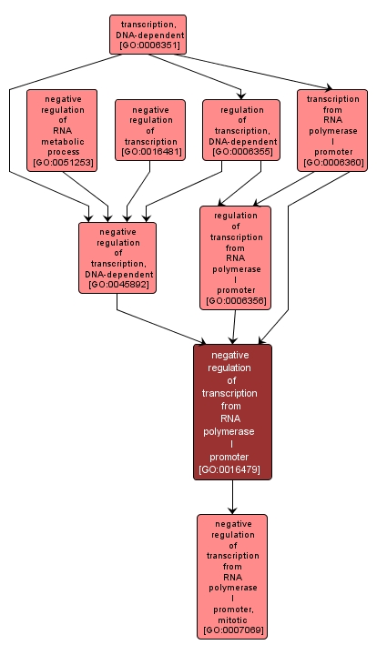 GO:0016479 - negative regulation of transcription from RNA polymerase I promoter (interactive image map)