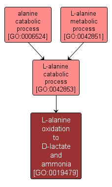 GO:0019479 - L-alanine oxidation to D-lactate and ammonia (interactive image map)