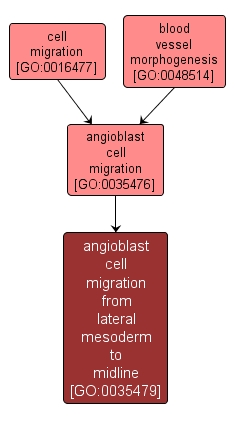 GO:0035479 - angioblast cell migration from lateral mesoderm to midline (interactive image map)