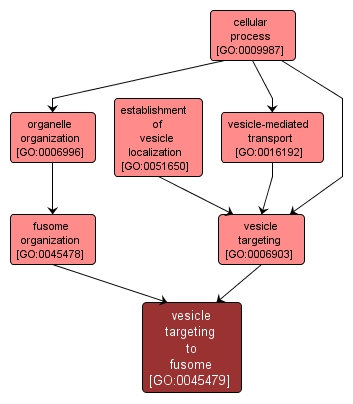 GO:0045479 - vesicle targeting to fusome (interactive image map)