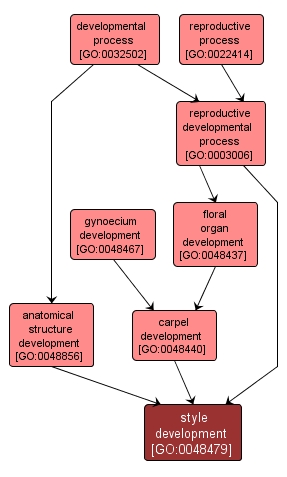 GO:0048479 - style development (interactive image map)