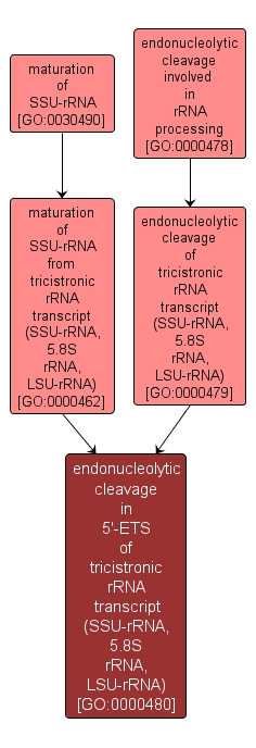 GO:0000480 - endonucleolytic cleavage in 5'-ETS of tricistronic rRNA transcript (SSU-rRNA, 5.8S rRNA, LSU-rRNA) (interactive image map)
