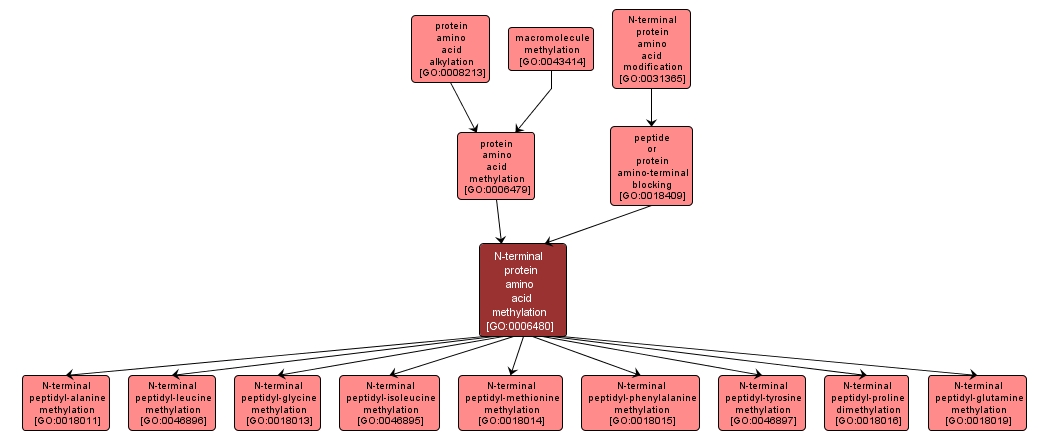 GO:0006480 - N-terminal protein amino acid methylation (interactive image map)