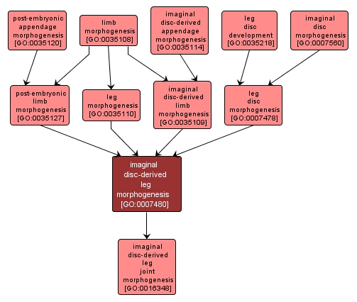 GO:0007480 - imaginal disc-derived leg morphogenesis (interactive image map)