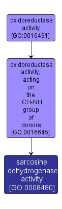 GO:0008480 - sarcosine dehydrogenase activity (interactive image map)