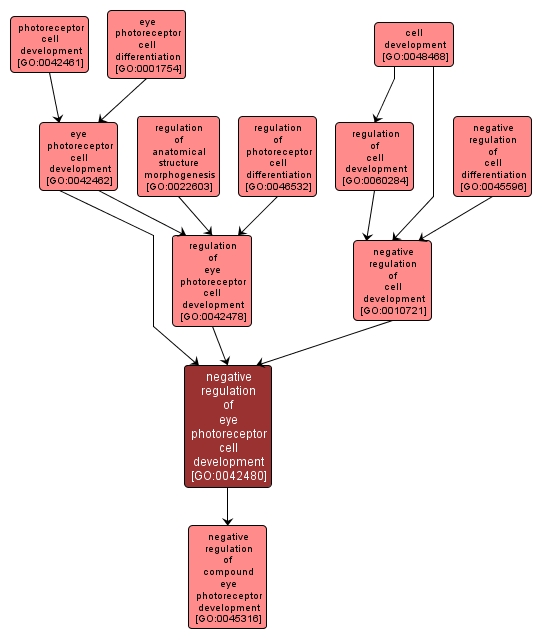 GO:0042480 - negative regulation of eye photoreceptor cell development (interactive image map)