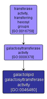 GO:0046480 - galactolipid galactosyltransferase activity (interactive image map)