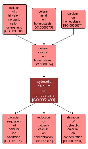 GO:0051480 - cytosolic calcium ion homeostasis (interactive image map)