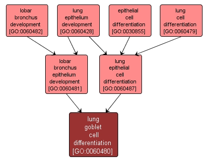 GO:0060480 - lung goblet cell differentiation (interactive image map)