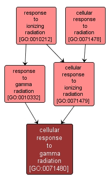 GO:0071480 - cellular response to gamma radiation (interactive image map)