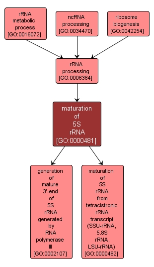 GO:0000481 - maturation of 5S rRNA (interactive image map)