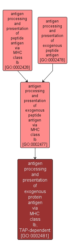 GO:0002481 - antigen processing and presentation of exogenous protein antigen via MHC class Ib, TAP-dependent (interactive image map)