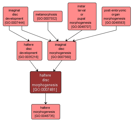 GO:0007481 - haltere disc morphogenesis (interactive image map)