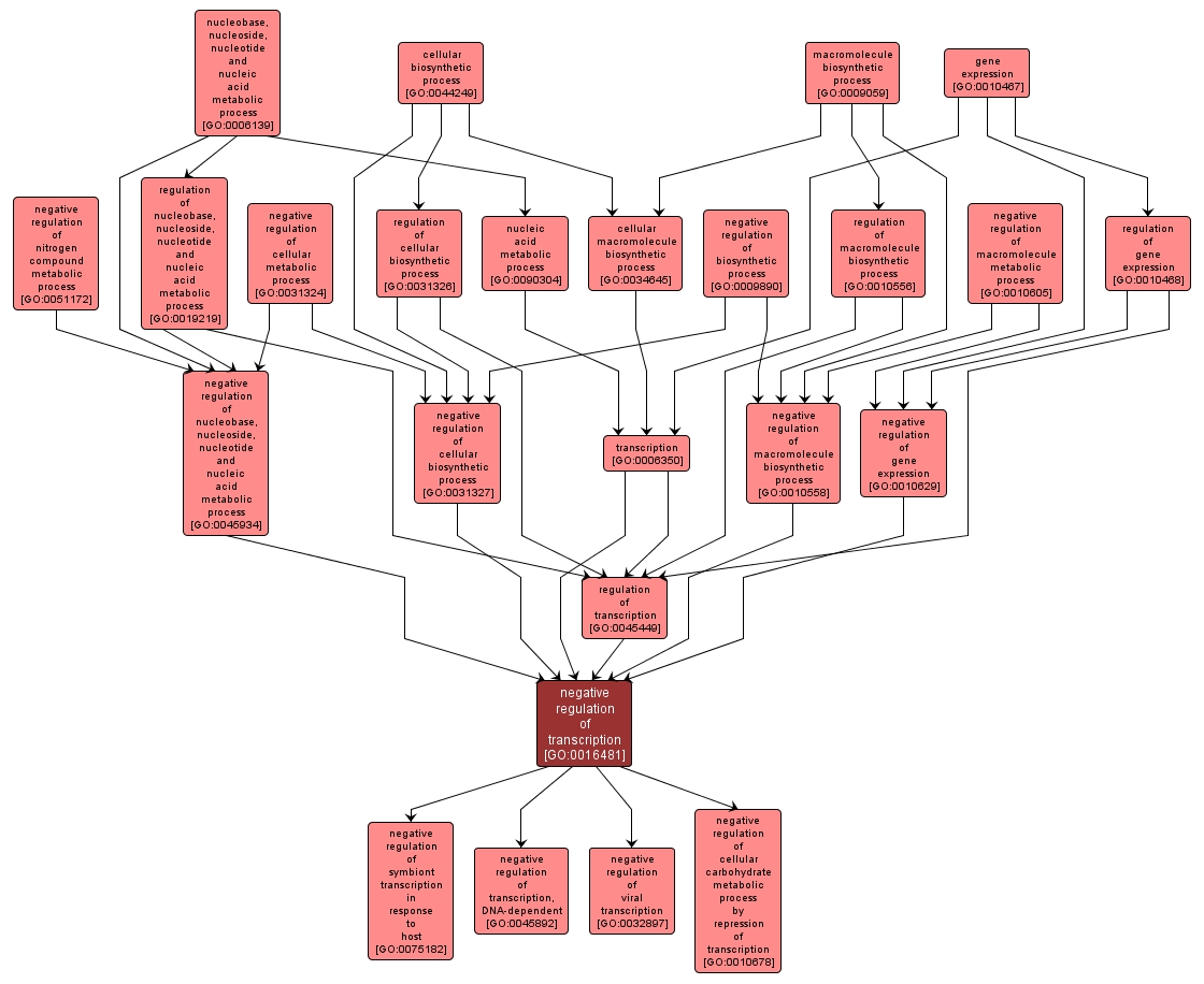 GO:0016481 - negative regulation of transcription (interactive image map)