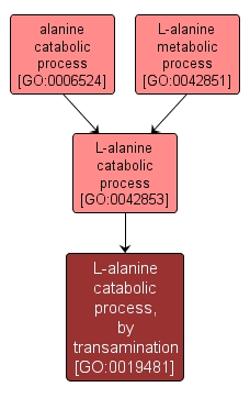 GO:0019481 - L-alanine catabolic process, by transamination (interactive image map)