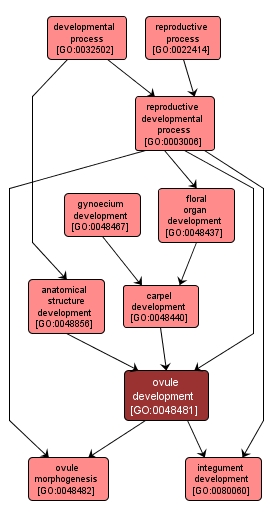 GO:0048481 - ovule development (interactive image map)